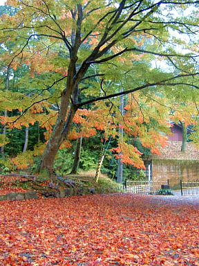 山科毘沙門堂の紅葉　2008-14.JPG