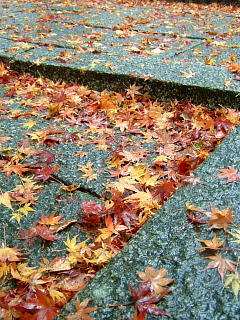 山科毘沙門堂の紅葉　2008-16.JPG