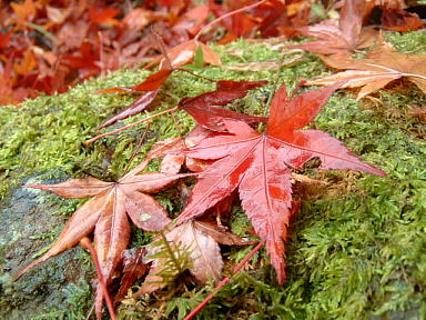 山科毘沙門堂の紅葉　2008-19.JPG