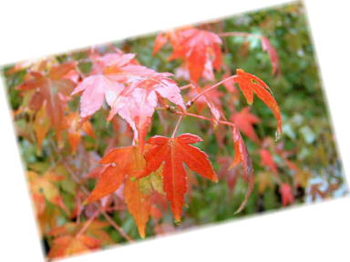 山科毘沙門堂の紅葉　2008-10.JPG