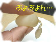 ぷよぷよ卵.JPG