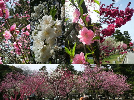 京都御所　桃林-2.JPG