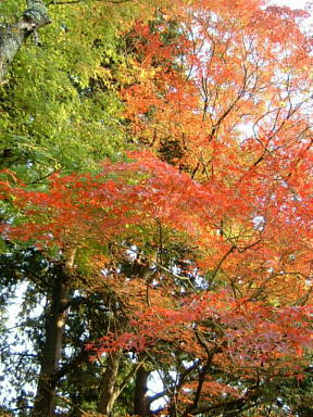 山科毘沙門堂の紅葉　2008-3.JPG