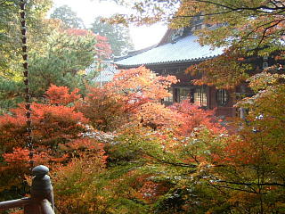 山科毘沙門堂の紅葉　2008-2.JPG