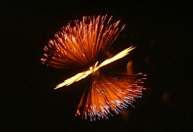 琵琶湖花火大会2008-4.JPG