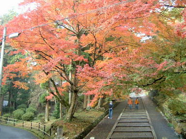 山科毘沙門堂の紅葉　2008-7.JPG