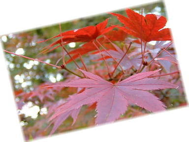 山科毘沙門堂の紅葉　2008-8.JPG