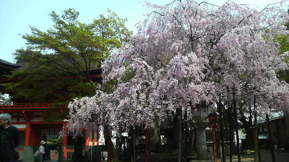 長等神社　桜-1.JPG