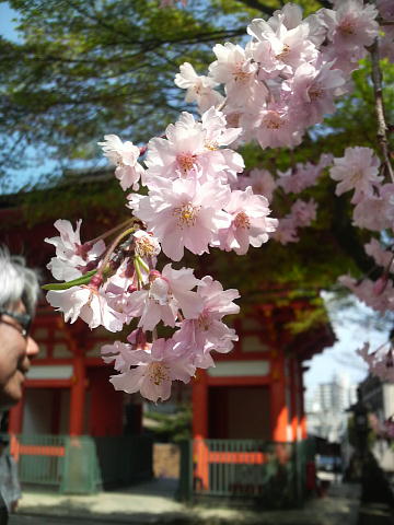 長等神社　桜-2.JPG