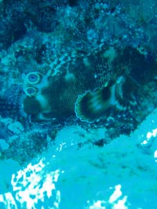 なんだっけ・・・