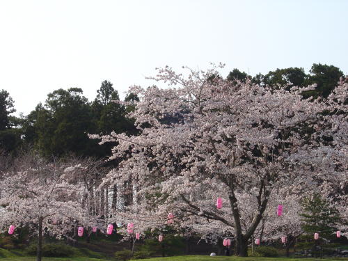 桜桜桜２