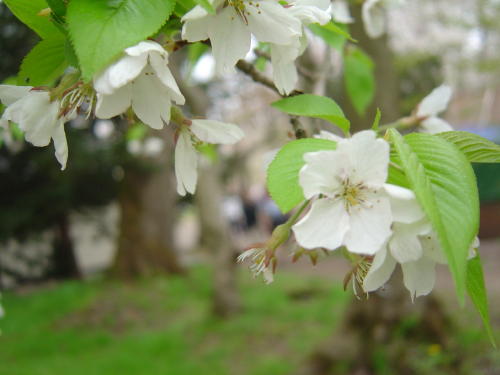 Hirosaki Sakura　Zoomin