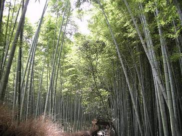 嵐山竹林