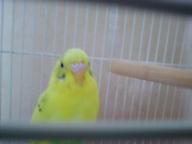 きぃちゃんです７