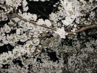 2006/4/1夜桜