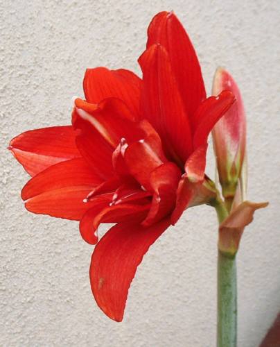 レッドピーコック（アマリリス）