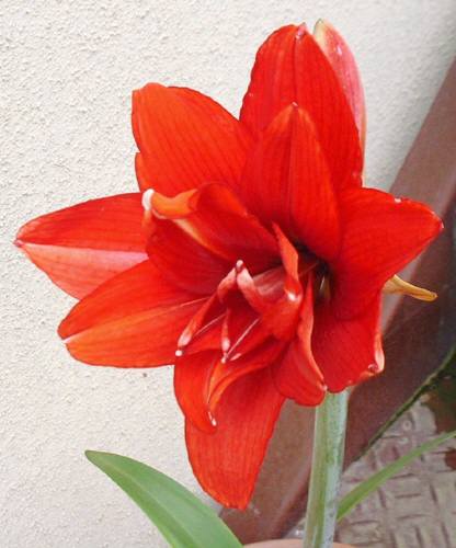 レッドピーコック（アマリリス）