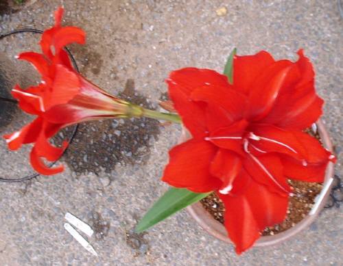 レッドピーコック