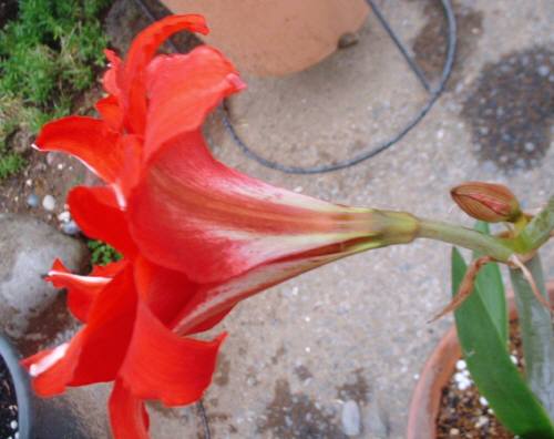 レッドピーコック