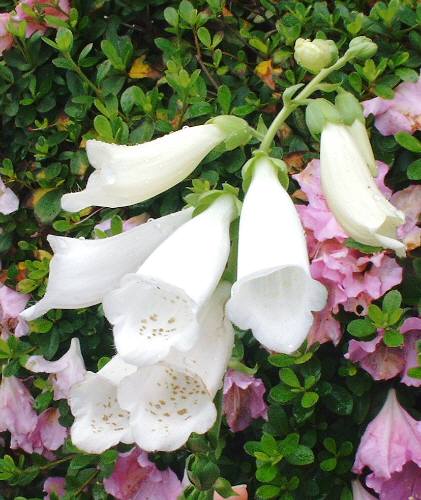 ジギタリス（スノーシンブル）