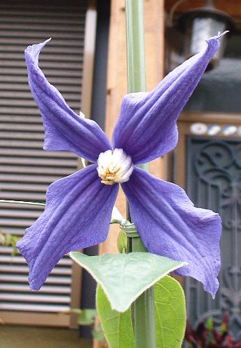 デュランディ（クレマチス）