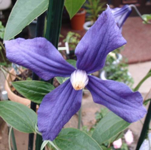 デュランディ（クレマチス）