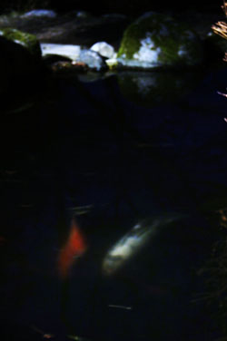 夜６