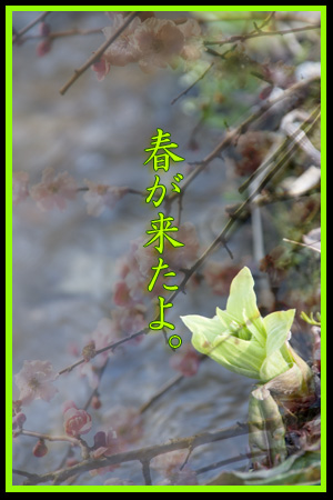 春が来た