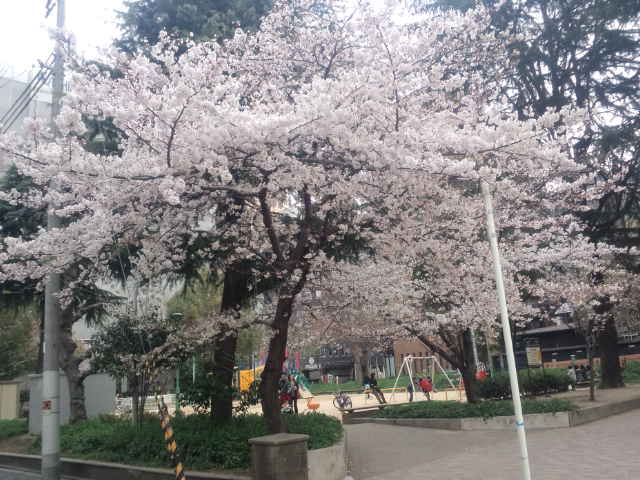 桜