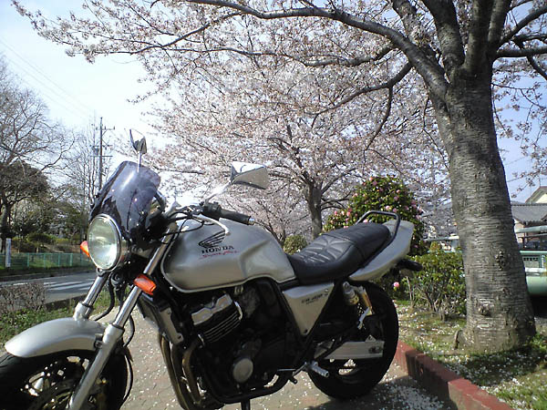 桜アンダー.jpg