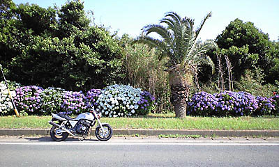 伊良湖と紫陽花