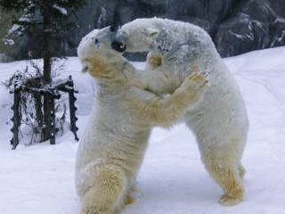 ホッキョクグマ