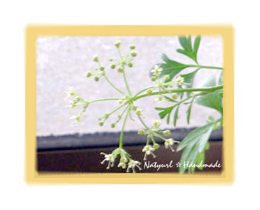 イタリアンパセリ