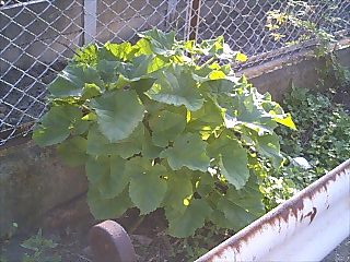 えにっき20061011-3