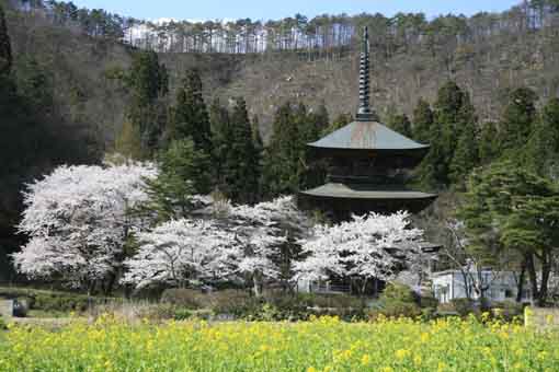 安久津八幡神社の桜 髭爺ちゃんログ 楽天ブログ