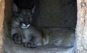 cougar sleep