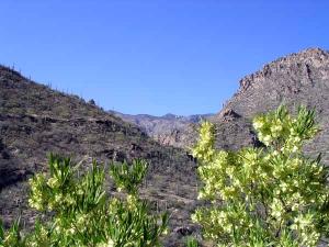 Sabino bloom2