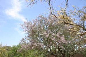 sonora desert bloom