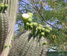 Saguaro bloom