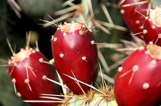 prickly pear fruit