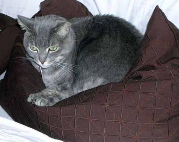 Bub on pillow