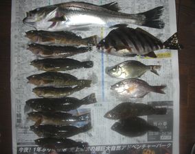 富津にて釣れた魚☆