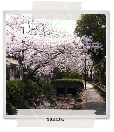 sakura2