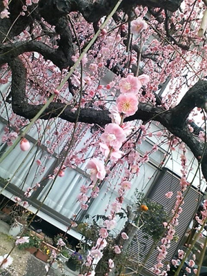 しだれ桜2