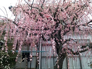 しだれ桜3