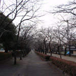 菊池　菊池神社参道