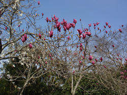 運動公園目蓮