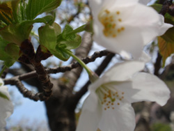 運動公園桜2