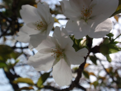 運動公園桜3