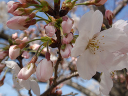 運動公園桜4